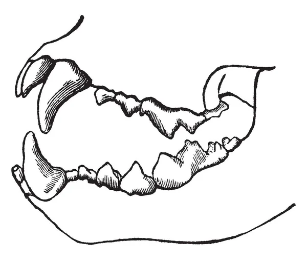 Zęby Lwa Którym Siekaczy Najmniejszy Zęby Przedniej Części Jamy Ustnej — Wektor stockowy