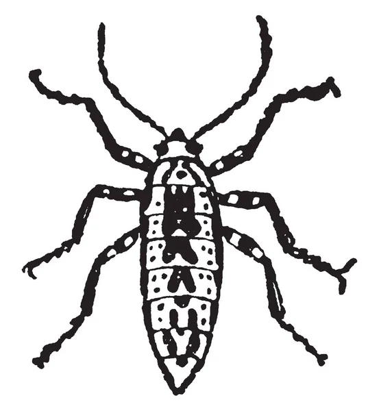 雌性冬蛾在许多树上发现 但特别在橡木 复古线画或雕刻插图 — 图库矢量图片