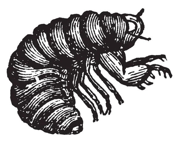 Личинки Насекомых Цикады Порядке Hemiptera Рисунок Винтажной Линии Гравировка Иллюстрации — стоковый вектор