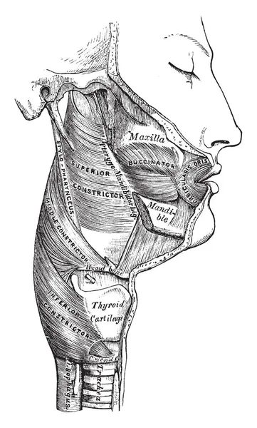 Cette Illustration Représente Les Muscles Pharynx Dessin Ligne Vintage Illustration — Image vectorielle