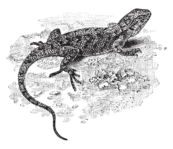 Eastern Fence Lizard Est Une Espèce Lézard Taille Moyenne Commune — Image vectorielle