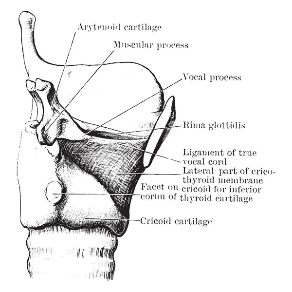 Diseksiyon Cricothyroid Membran Vintage Çizgi Çizme Veya Oyma Illüstrasyon Lateral — Stok Vektör