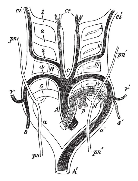 Kalıcı arteryel gemiler, vintage çizgi çizme ortaya çıkmasına dönüşümleri gösterilen veya illüstrasyon oyma bir memeli aort kemerleri.