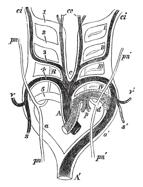 포유류는 빈티지 드로잉을 조각에 대동맥 — 스톡 벡터
