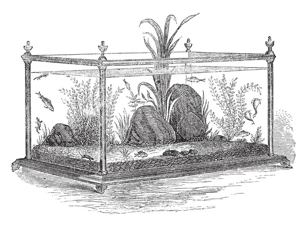 Ilustracja Przedstawia Akwarium Słodkowodne Vintage Rysowania Linii Lub Grawerowanie Ilustracja — Wektor stockowy