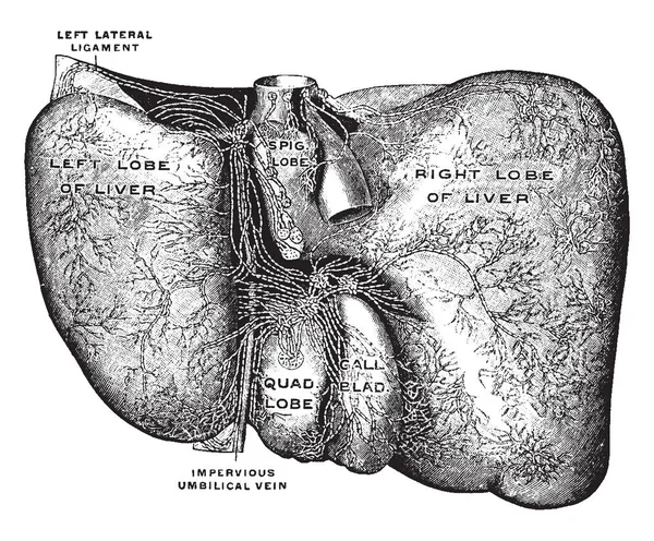 Esta Ilustração Representa Linfática Fígado Desenho Linha Vintage Gravura Ilustração —  Vetores de Stock