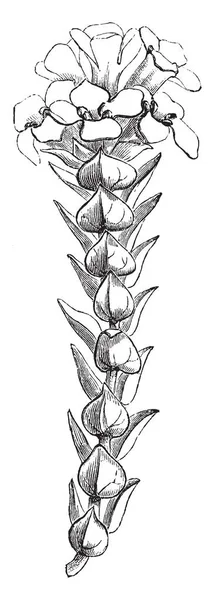 Sarcocolla Penaeaceae ビンテージの線描画や彫刻イラストに属している草花です — ストックベクタ