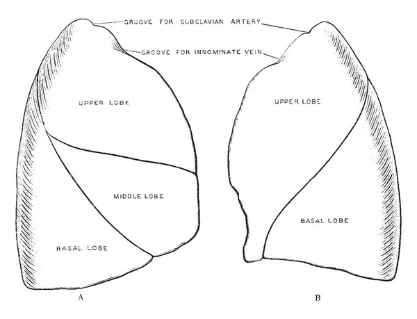 Ilustracja Przedstawia Żebrowe Powierzchni Płuc Vintage Rysowania Linii Lub Grawerowanie — Wektor stockowy