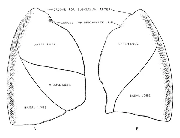 この図は肺 ビンテージの線描画や彫刻イラストの Costal 表面を表します — ストックベクタ