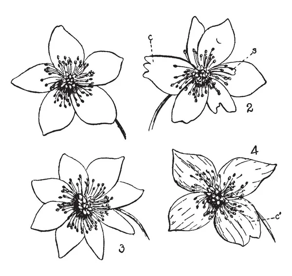 Εικόνα Δείχνει Νεραγκούλα Λουλουδιών Λουλούδια Πέταλα Συνένωση Petalody Από Στήμονες — Διανυσματικό Αρχείο