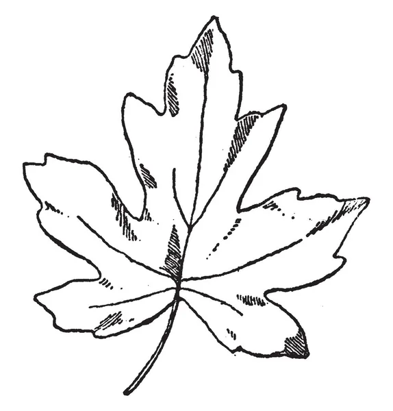 Leaf Oriental Amber Tree Uma Árvore Decídua Gênero Liquidambar Ilustração —  Vetores de Stock