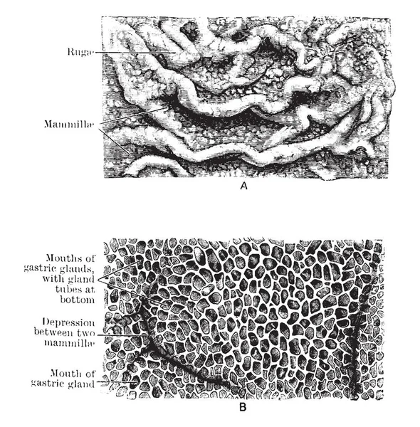 この図は 胃粘膜 ビンテージの線描画や彫刻イラストを表します — ストックベクタ