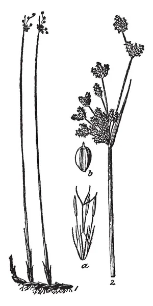 Uzun Boylu Bir Kök Bulrush Çim Vintage Çizgi Çizme Veya — Stok Vektör