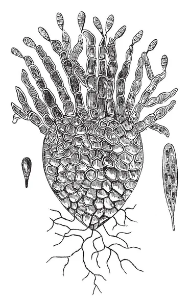 Una Imagen Pistia Las Raíces Parecen Estar Flotando Por Debajo — Archivo Imágenes Vectoriales