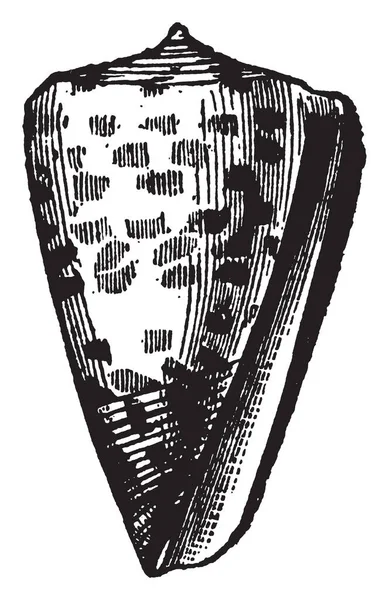 Конус Тескалатус Особенно Богат Видами Многочисленными Особями Рисованием Винтажных Линий — стоковый вектор