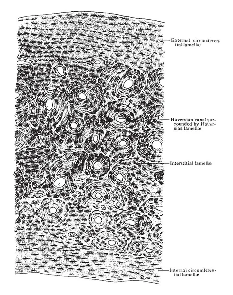 Ілюстрація Являє Собою Поперечний Перетин Компактних Кісток Вінтажний Малюнок Лінії — стоковий вектор