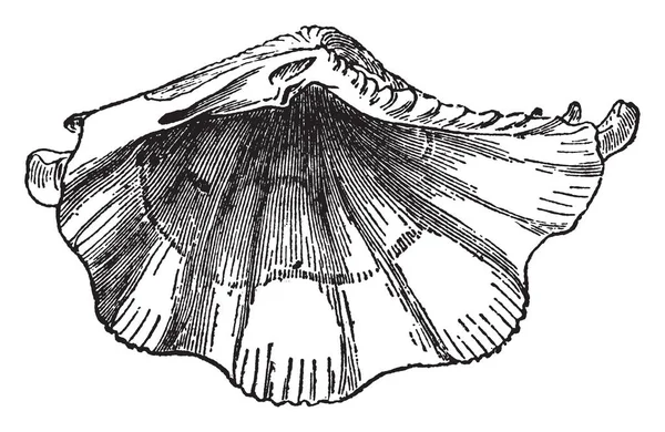 Tridacna Squamosa Son Habitantes Los Mares Tropicales Trazado Líneas Vintage — Vector de stock