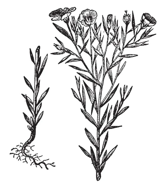 그림은 그것은 알려진 보이고 그것은 Linaceae 가족에 속한다 꽃잎을 순수한 — 스톡 벡터