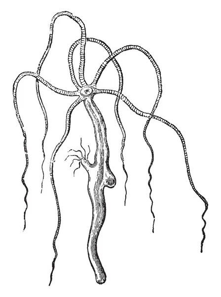 Hydra Vulgaris Населяет Застойные Пруды Рисунок Винтажных Линий Гравировку — стоковый вектор