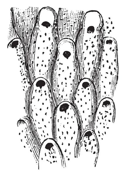 Bryozoan Pré Histórico Animal Marinho Semelhante Coral Desenho Linha Vintage — Vetor de Stock