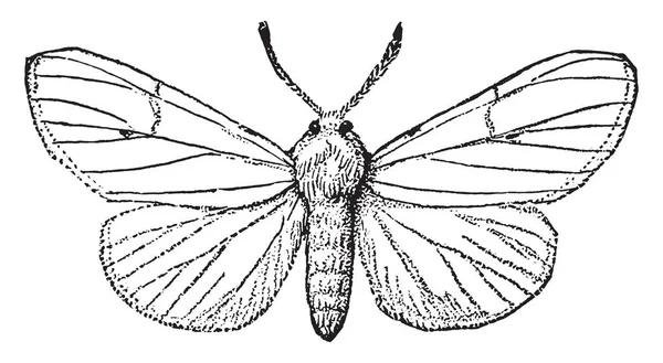 Fallweb 蠕虫蛾在家庭 Arctiidae 主要为它的幼虫阶段 复古线绘画或雕刻例证 — 图库矢量图片