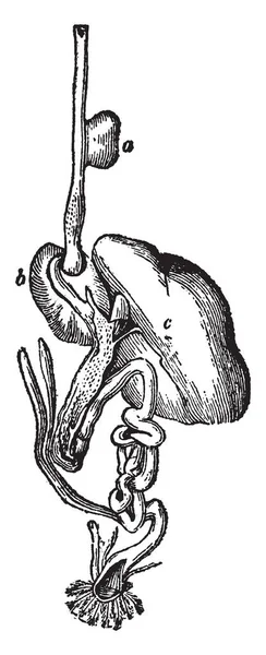 Kırpma Sindirim Organları Granivorous Vintage Çizgi Çizme Veya Oyma Illüstrasyon — Stok Vektör