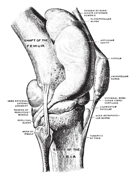 この図は表す外側面 ビンテージの線描画や彫刻イラストから膝関節 — ストックベクタ