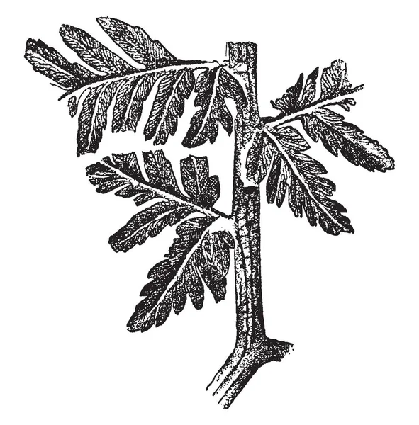 这幅画展示了远古时期的化石海蕨 这些类型的蕨类植物大多见于石炭纪 复古线画或雕刻插图 — 图库矢量图片