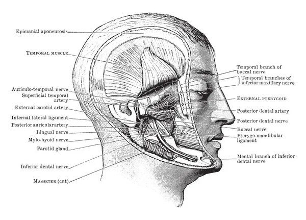 Deze Illustratie Hoofd Tonen Musculus Pterygoideus Gebied Voorstelt Vintage Lijntekening — Stockvector