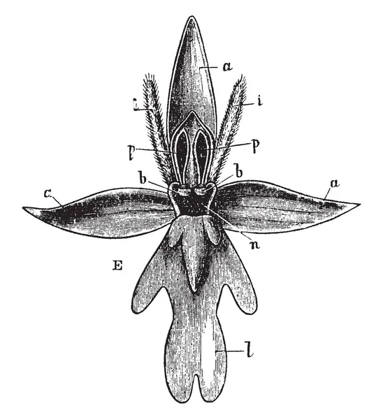 飞兰花是多年生草本植物 它的花朵像苍蝇一样被显示 这就是为什么它被称为飞兰花 复古线画或雕刻插图 — 图库矢量图片