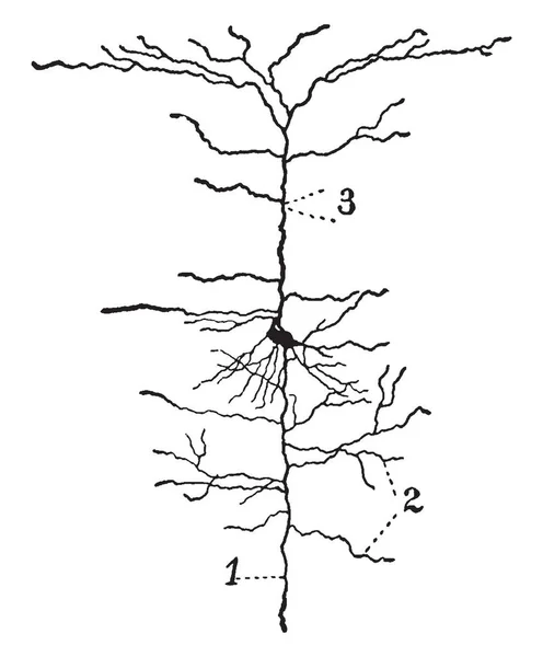 Neurônio Córtex Cerebral Desenho Linha Vintage Gravura Ilustração — Vetor de Stock