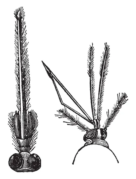放大的蚊子的树干 这是打算刺穿我们的皮肤 吸我们的血液 复古线画或雕刻插图 — 图库矢量图片