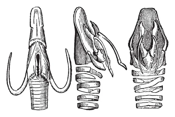 Dit Beeld Vertegenwoordigt Vocale Apparaat Gecontracteerd Distended Vintage Lijntekening Gravure — Stockvector