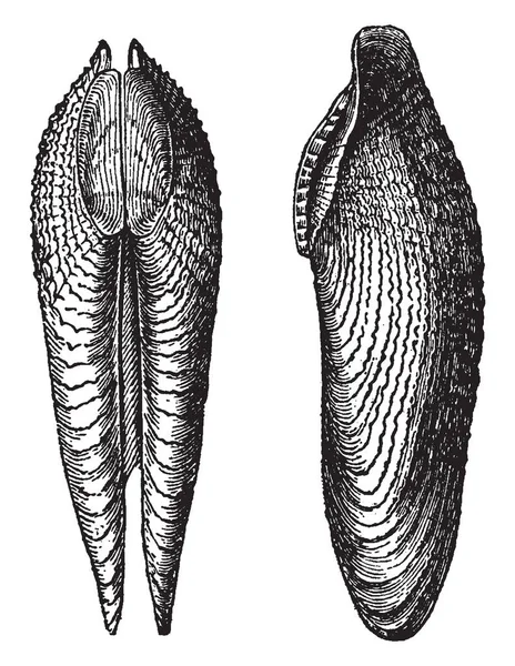 Pholas Dactylus Célula Parte Inferior Desses Retiros Sombrios Parece Ser — Vetor de Stock