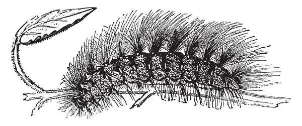 Larva Chelonia Caja Pokryta Dlouhou Vintage Řádku Výkresu Nebo Gravírování — Stockový vektor