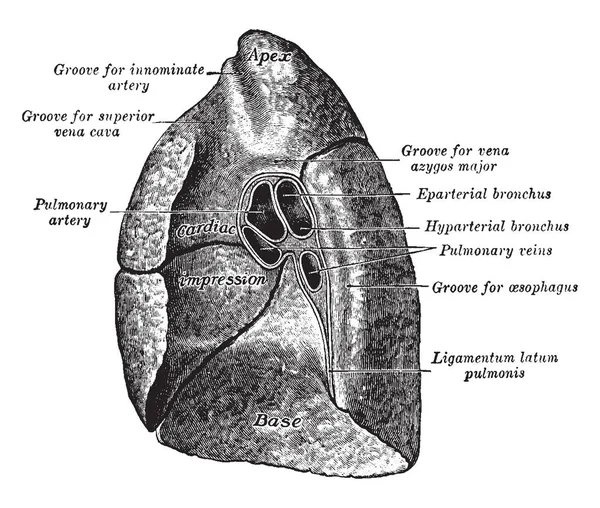 Deze Afbeelding Vertegenwoordigt Mediastinale Oppervlak Van Longen Vintage Lijntekening Gravure — Stockvector