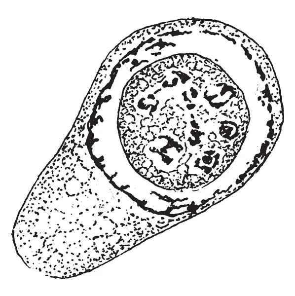 Ένα Παράδειγμα Της Ανάπτυξης Της Cayetanensis Cyclospora Σπόριο Στον Πυρήνα — Διανυσματικό Αρχείο