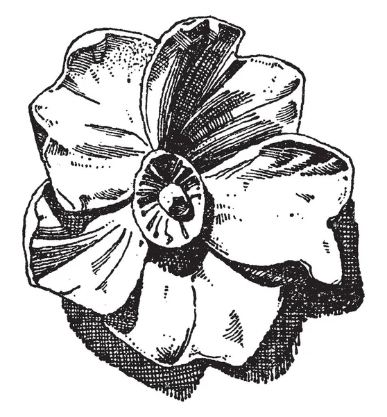 Wild Rose Est Utilisé Design Dans Des Formes Plates Relief — Image vectorielle