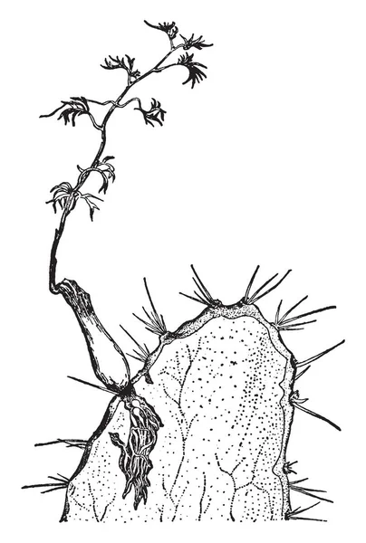 显示寄生植物根的图片 根是小而短 复古线画或雕刻插图 — 图库矢量图片