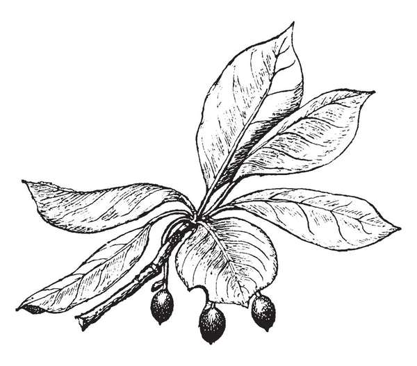 그림에서 Pepperidge 이며이 나무는 이름이 Tupele 트리는 괜찮아요 종이의 열매입니다 — 스톡 벡터