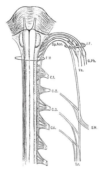 Diese Illustration Stellt Einen Nerv Des Rückenmarks Eine Vintage Linienzeichnung — Stockvektor