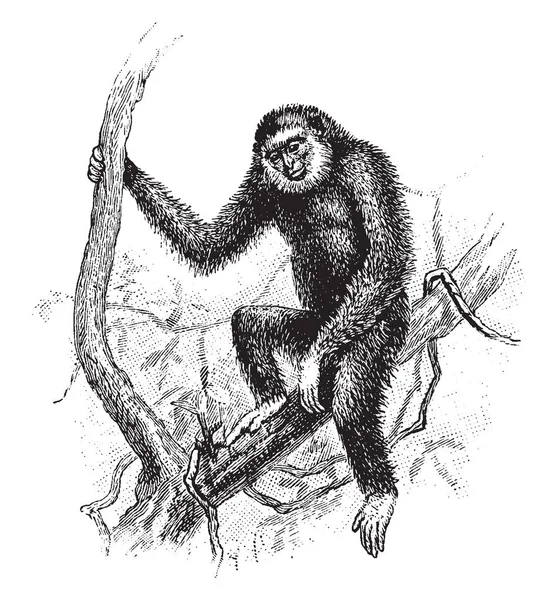 Lar Gibbon También Conocido Como Gibón Mano Blanca Primate Peligro — Archivo Imágenes Vectoriales