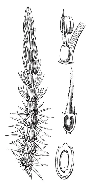 Зображення Показує Поширені Кобил Хвіст Або Hippuris Вульгарні Ньому Квітка — стоковий вектор