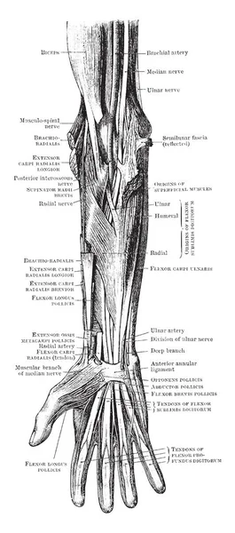 Мышцы Нервы Передней Части Предплечья Руки Рисунок Винтажной Линии Гравировка — стоковый вектор