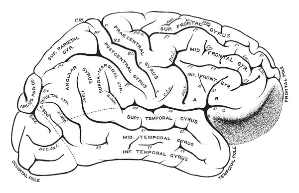 Gyri Sulcos Superfície Externa Hemisfério Cerebral Desenho Linha Vintage Gravura — Vetor de Stock