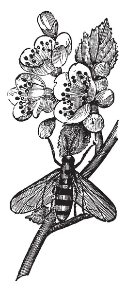 Anthomyia Pluvialis은 Anthomyiidae 가족에 빈티지 — 스톡 벡터