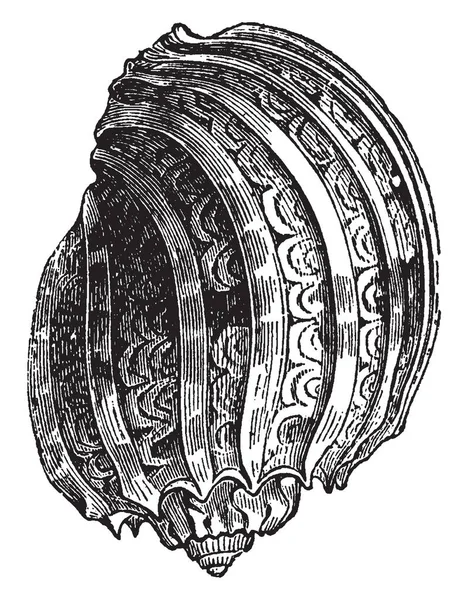 ハルパ二枚貝は豊かな内エナメルし 外部からやや斜め ヴィンテージの線描画や彫刻イラストで飾られて — ストックベクタ