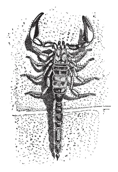 蝎子有八条腿 他们有一对抓 Pedipals 和狭窄的尾巴 蝎子蜇伤是痛苦的 但通常对人类无害 蝎子没有自然地发生在英国 复古线图画或雕刻例证 — 图库矢量图片