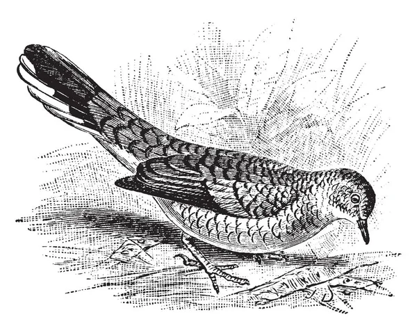 Scaly Ground Dove Una Especie Paloma Columbiforme Familia Columbidae — Archivo Imágenes Vectoriales