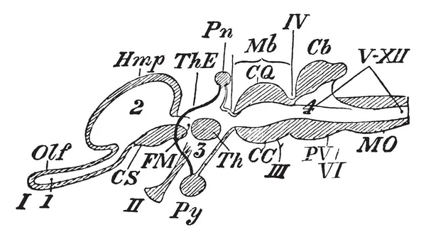 Diagram Van Gewervelde Hersenen Vintage Lijntekening Gravure Illustratie — Stockvector